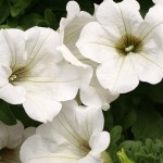 Petunia Surfinia "White" - во саксија Ø18